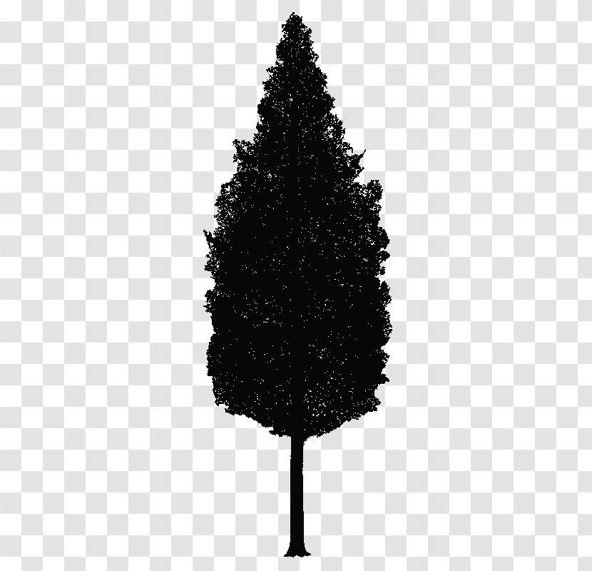 Spruce Christmas Tree Pine New Year - Conifer - Bm Transparent PNG