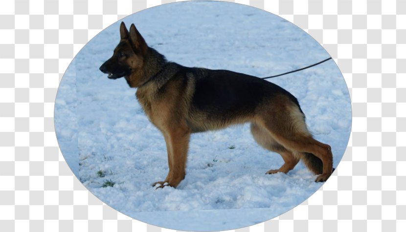King Shepherd Old German Dog East-European Shiloh Kunming Wolfdog - Breed Group - Easteuropean Transparent PNG