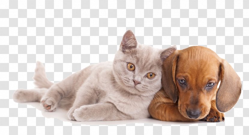 Cat Dog Pet Sitting Kitten Horse - Small To Medium Sized Cats - Close Together Dogs And Transparent PNG