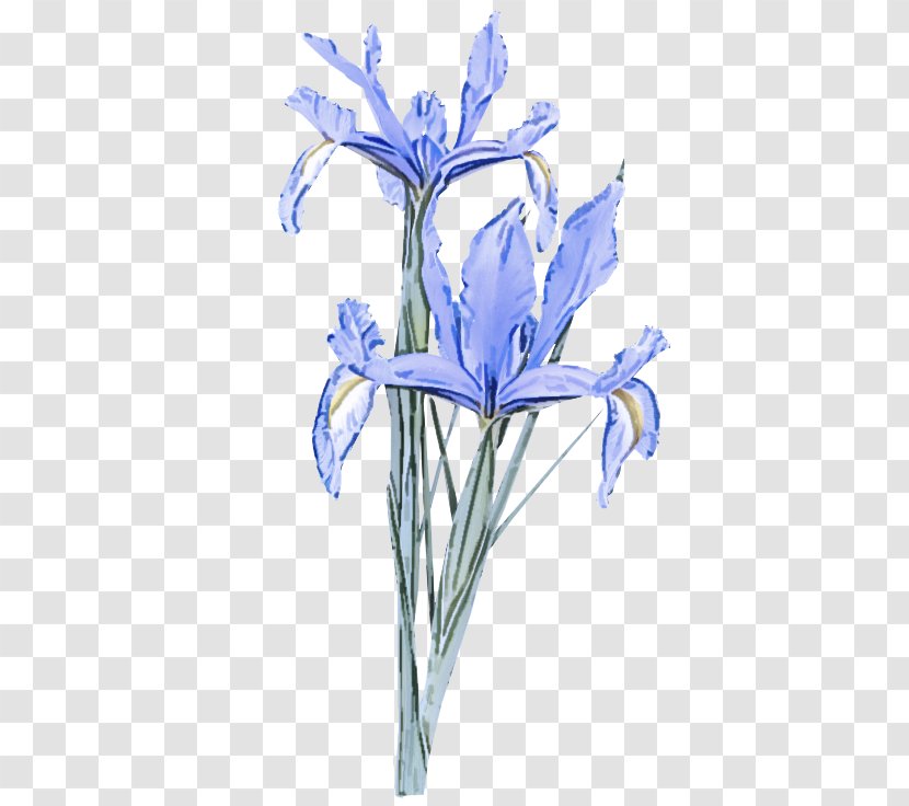 Flower Flowering Plant Iris Reticulata - Family Cut Flowers Transparent PNG