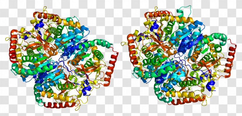 Lactate Dehydrogenase A Lactic Acid Protein - Heart - Silhouette Transparent PNG