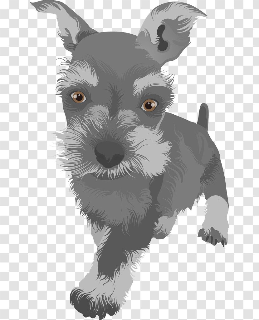 Scottish Terrier Boston Standard Schnauzer Yorkshire Puppy - Carnivoran - Cute Animal Transparent PNG