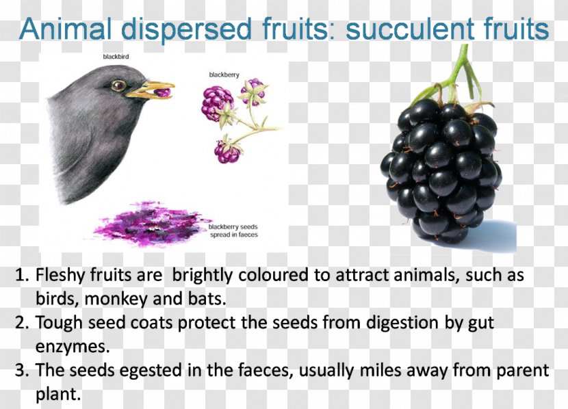 Grape Diseases Of Raspberries And Blackberries Blackberry Fruit Seed - Disease Transparent PNG
