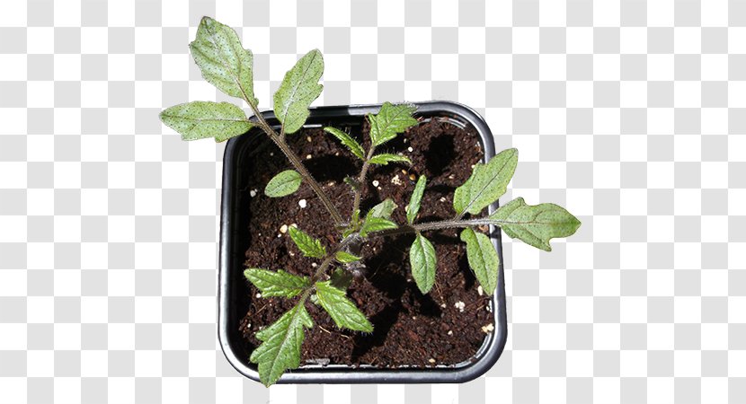 Cherry Tomato Leaf Plants Image Your Indoor Garden - Flowerpot - Plant Grow Transparent PNG