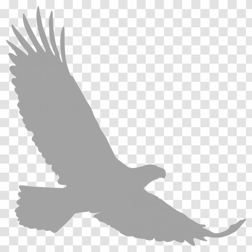 Bald Eagle Silhouette Clip Art - Drawing Transparent PNG