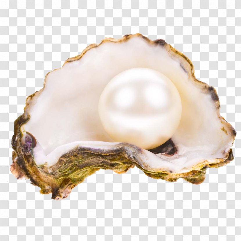 Oyster Pearl Seashell Stock Photography Transparent PNG