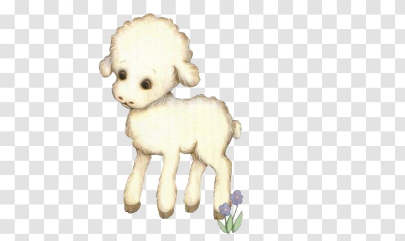 Sheep Dog Breed - Companion - Cute Little Lamb Transparent PNG