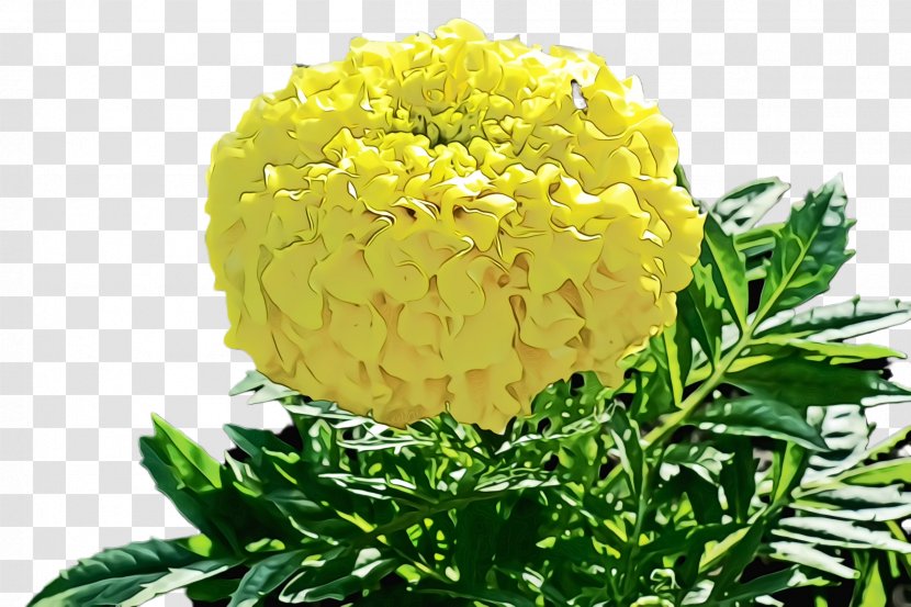 Flowers Background - Curling - Tagetes Patula Plant Transparent PNG