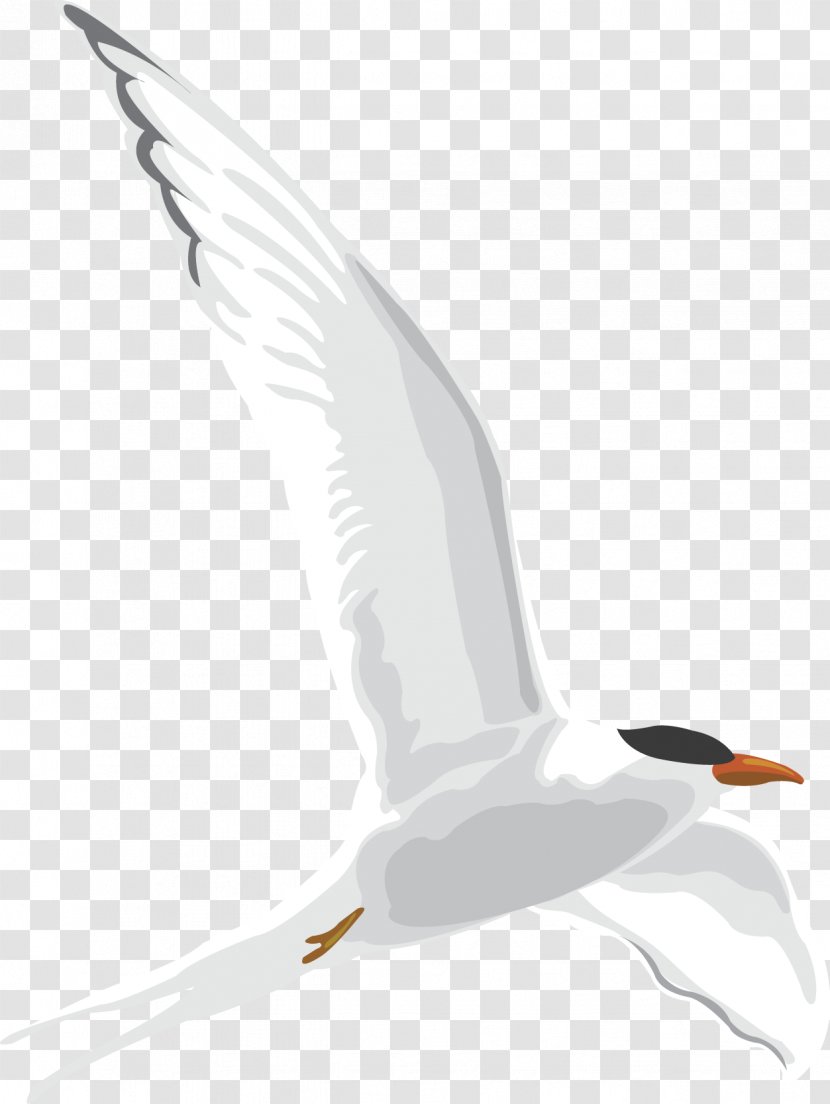 European Herring Gull Gulls Image Cartoon Drawing - Beak - Design Transparent PNG