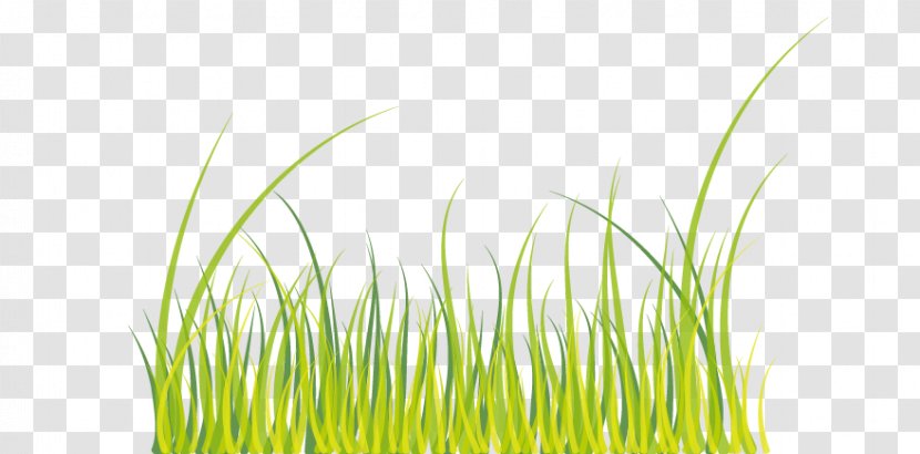 Wheatgrass Green - Grass Transparent PNG