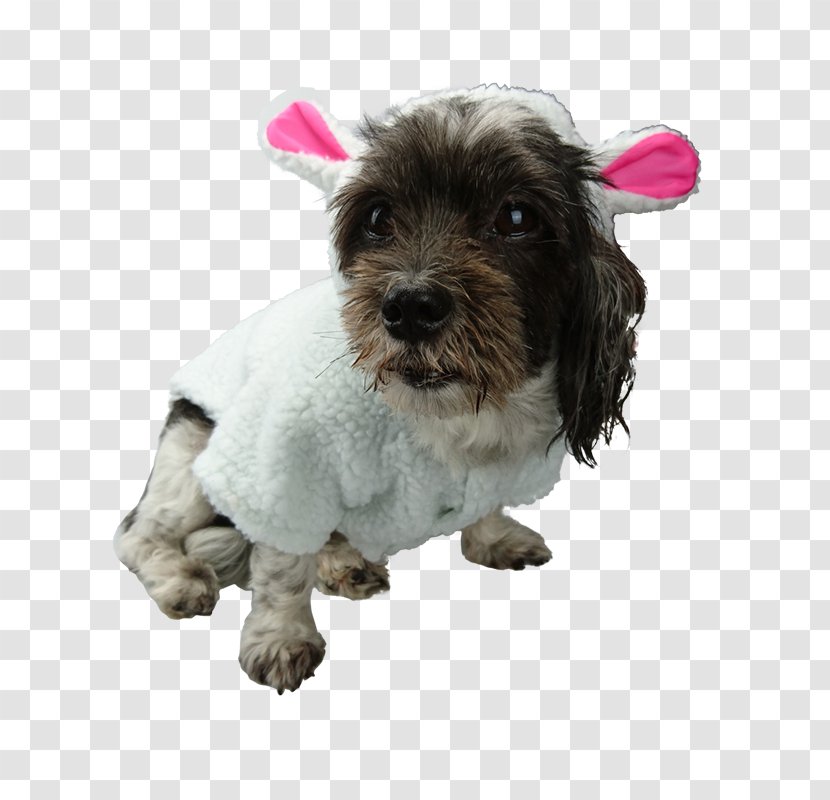 Schnoodle Puppy Havanese Dog Australian Cattle Affenpinscher - Breed Transparent PNG