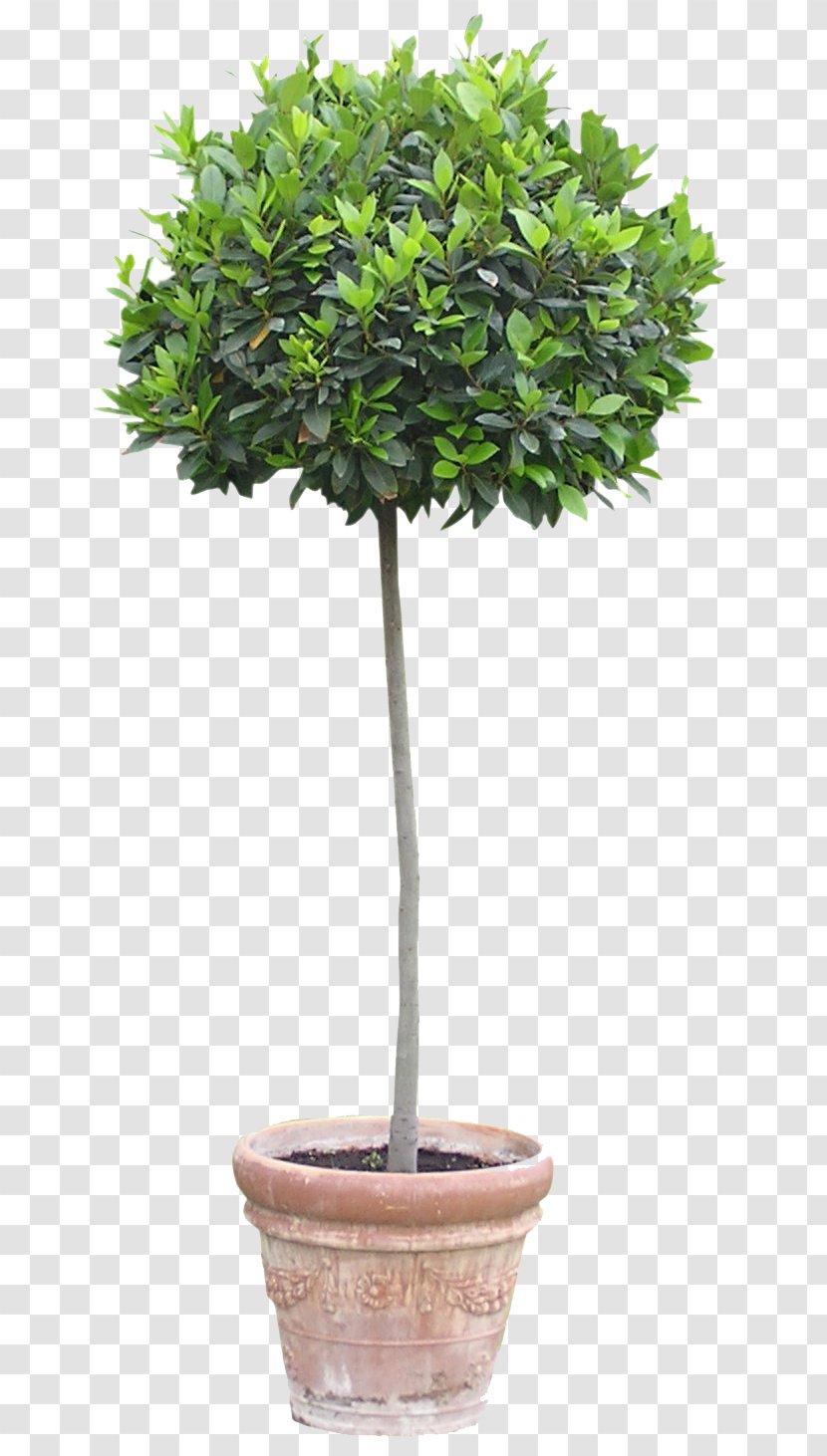 Flowerpot Houseplant Tree - Shrub - Forget Me Not Transparent PNG