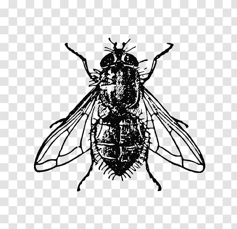 Royalty-free Stock Photography Illustration T-shirt Drawing - Organism - Dead Fly Clip Transparent PNG