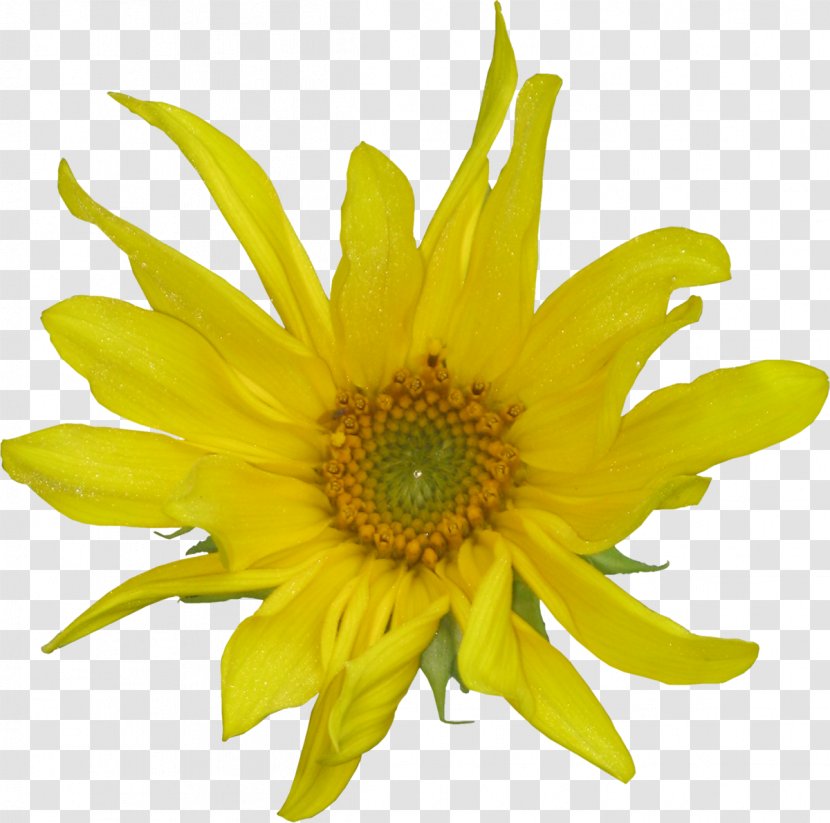 Common Sunflower Petal Cut Flowers Daisy Family - Plant - Flower Yellow Transparent PNG