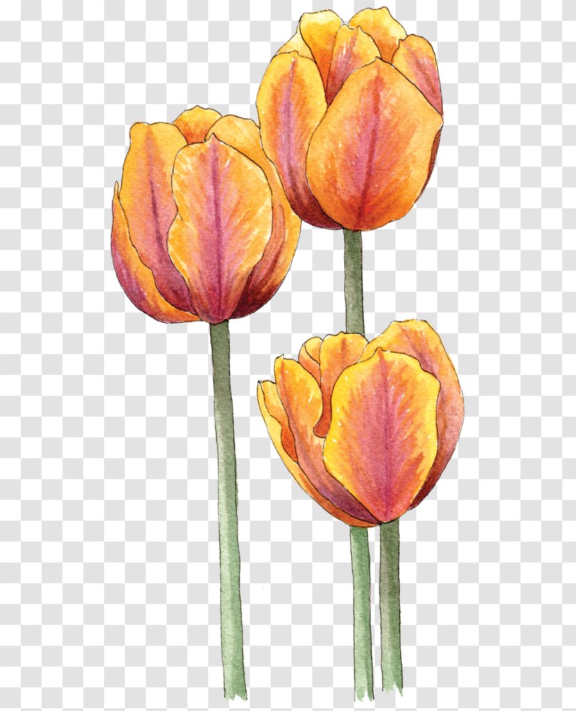 Tulip Illustration Bulb Image Transparent PNG