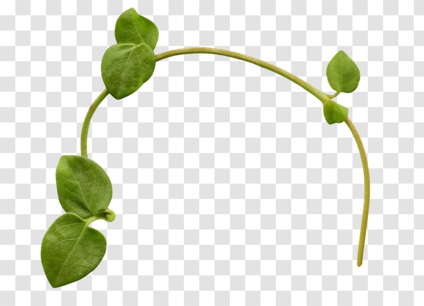 Leaf Vine Clip Art - Resource Transparent PNG