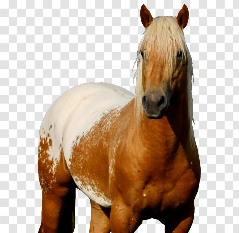 Mustang Stallion Mare Halter Rein - Horse Like Mammal Transparent PNG