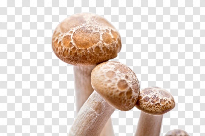 Shiitake Fungus Mushroom - Pictures - Small Mushrooms Picture Transparent PNG