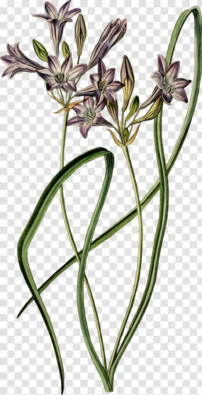 Flower Botany Floral Design Naver Blog - Flora Transparent PNG