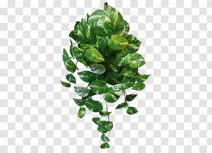 Devil's Ivy Plant Variegation Vine Leaf - Marble - Green Leaves Potted Buckle Png Transparent PNG