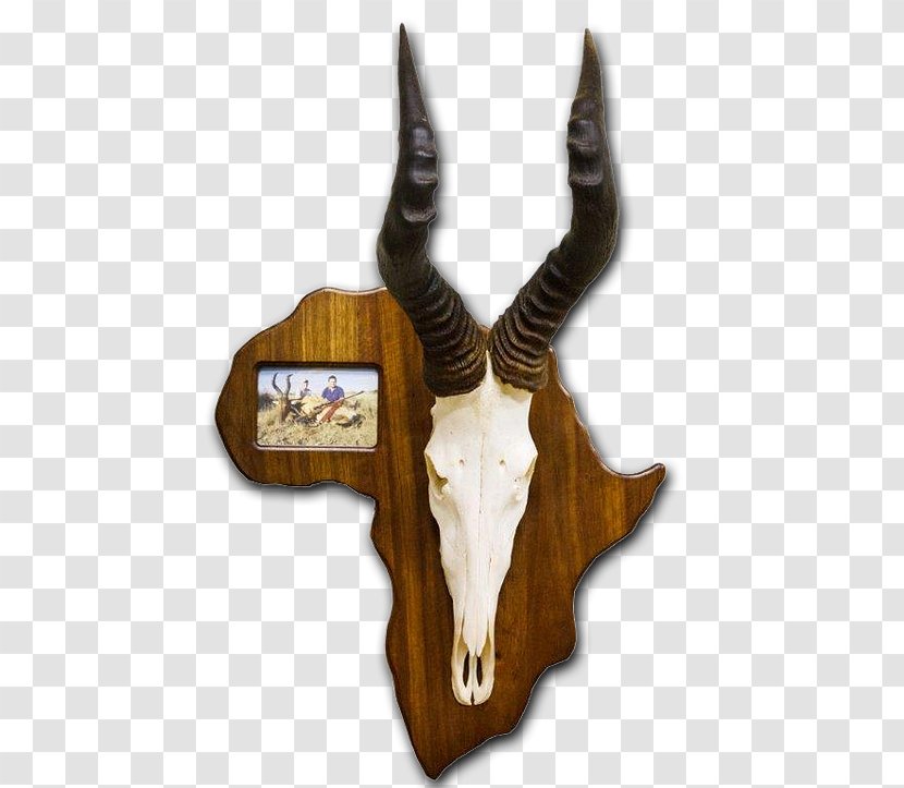 Trophy Hunting Taxidermy Skull Mounts Horn - Antler - Tanning Transparent PNG