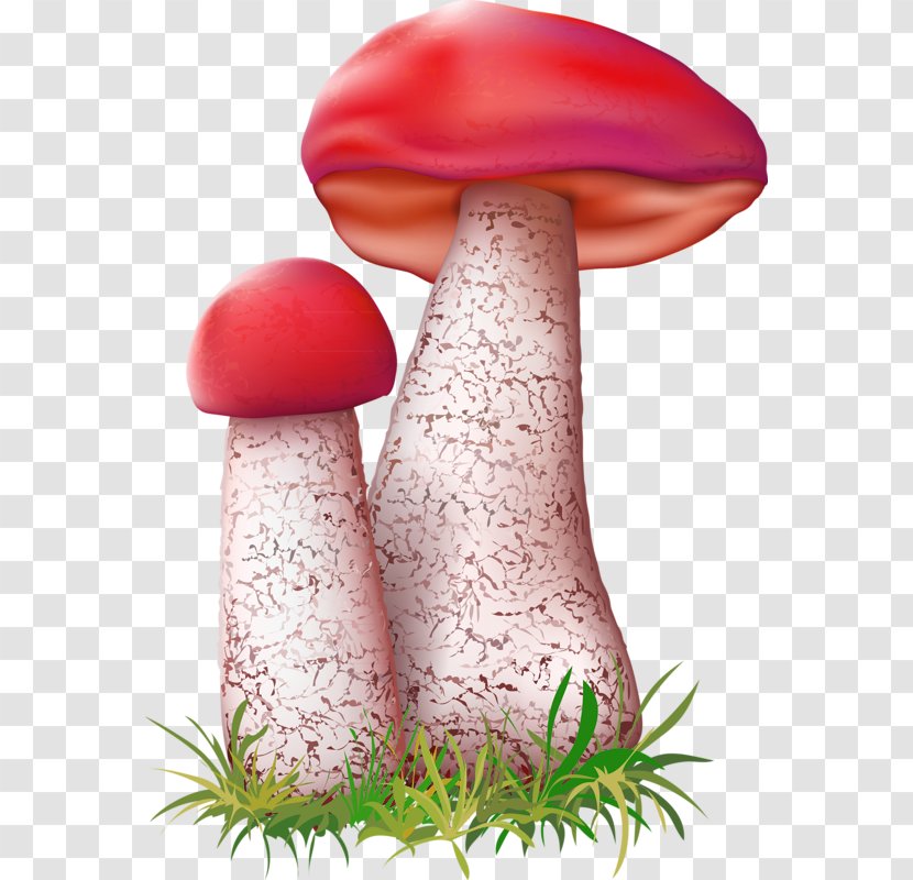 Leccinum Aurantiacum Mushroom Fungus Illustration - Photography - Hand Drawn Mushrooms Transparent PNG