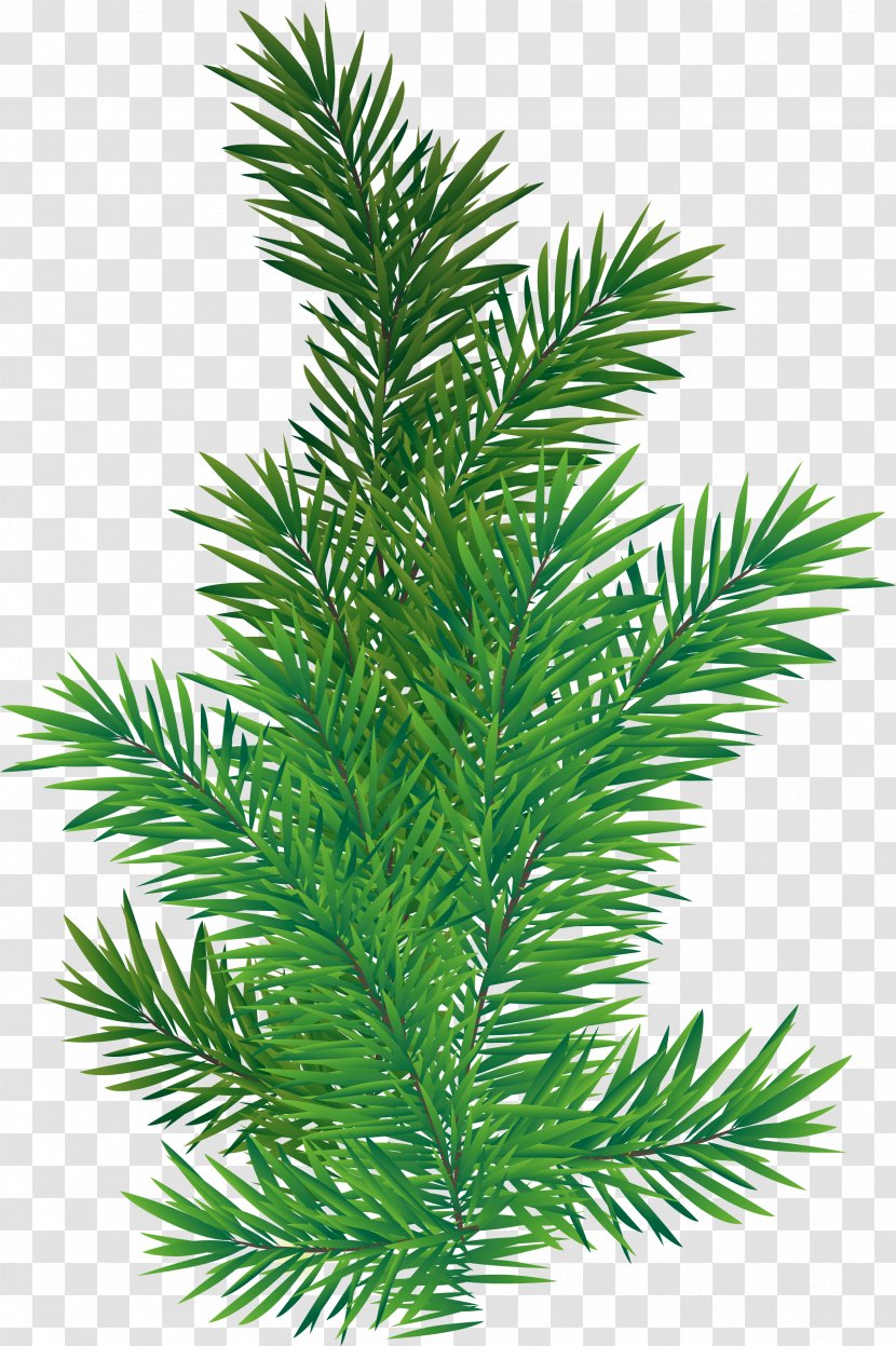 Christmas Black And White - Georgia Pine - Two Needle Pinyon Western Yew Transparent PNG