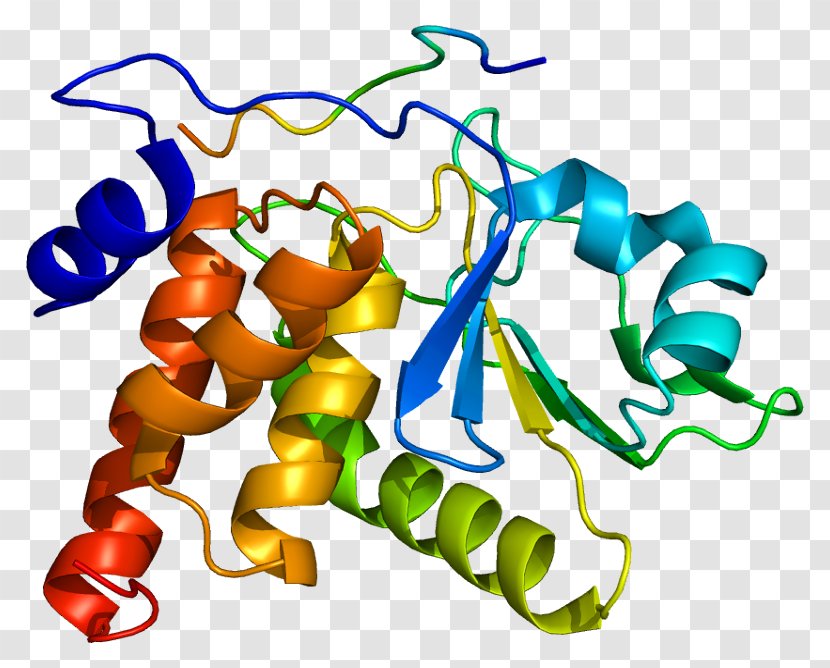 DUSP3 Gene DUSP4 Protein Phosphatase - Artwork - Antyonkogen Transparent PNG