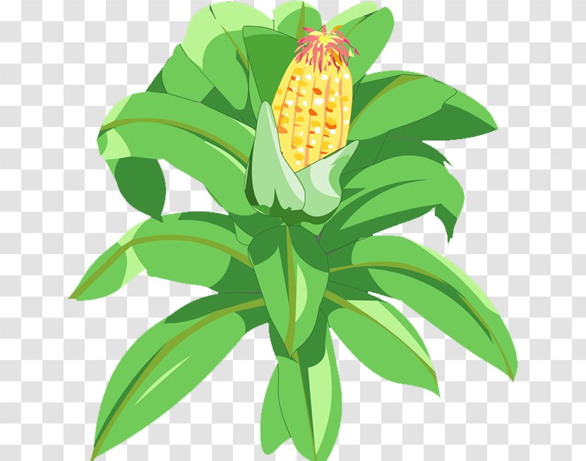 Maize Pineapple - Floral Design - Corn Transparent PNG