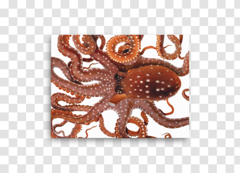 Octopus, Cuttlefish & Squid Cephalopod - Taningia Danae - Giuseppe Jatta Transparent PNG