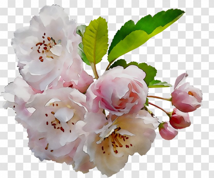 Cherry Blossom ST.AU.150 MIN.V.UNC.NR AD Flowering Plant Cherries - Branch Transparent PNG