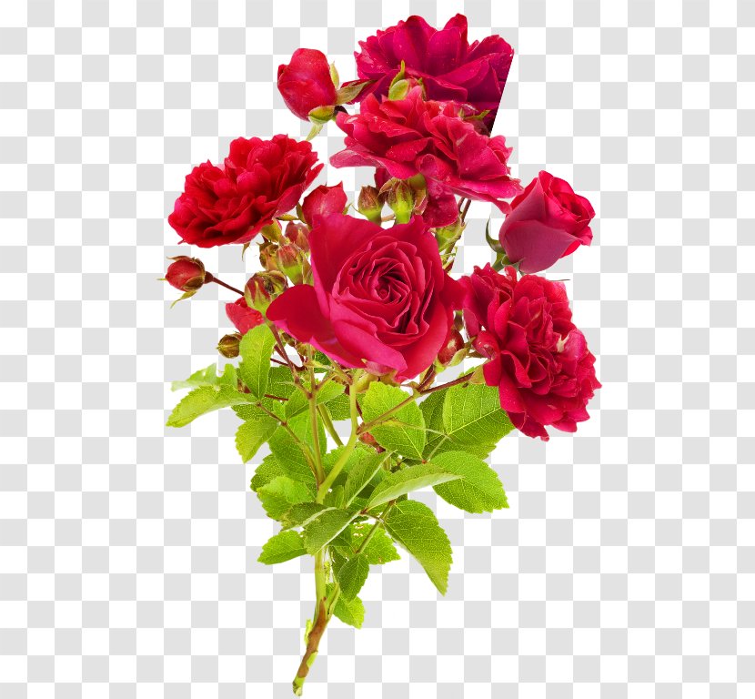 Garden Roses Cut Flowers Cabbage Rose Suvelilled - Blog - Flower Transparent PNG