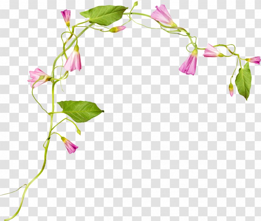 Floral Design Flower Japanese Morning Glory Clip Art - Pink Vine Transparent PNG