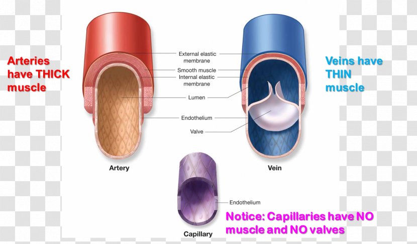 Capillary Pulmonary Artery Vein Function - Cheek - Heart Transparent PNG