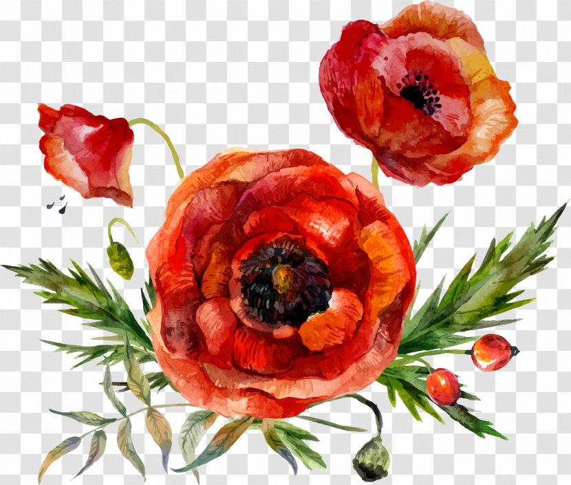 Flower Poppy Watercolor Painting - Vector Leaf Decoration Transparent PNG