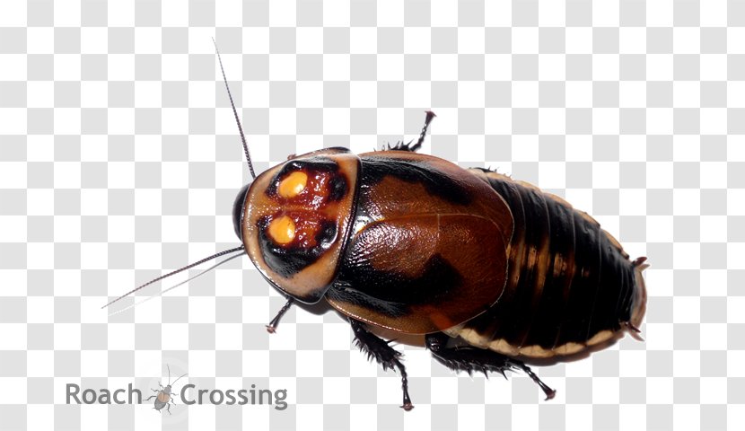 Florida Woods Cockroach Lucihormetica Verrucosa Insect Pest - Cockroach. Transparent PNG