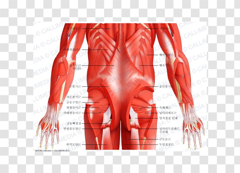 Abdomen Muscle Pelvis Anatomy Human Body - Cartoon Transparent PNG