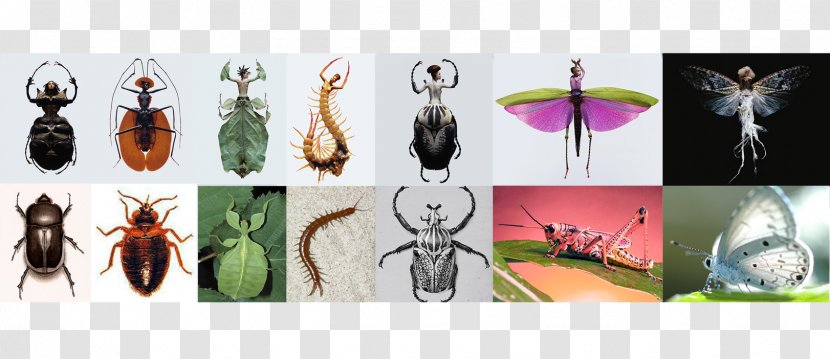 Insect Arthropod Exoskeleton Pollinator Homo Sapiens - Cartoon Transparent PNG