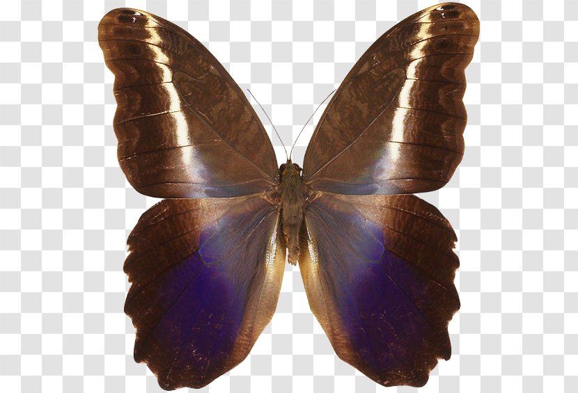 Brush-footed Butterflies Moth Butterfly Gossamer-winged Peruvian Amazonia - Wing Transparent PNG