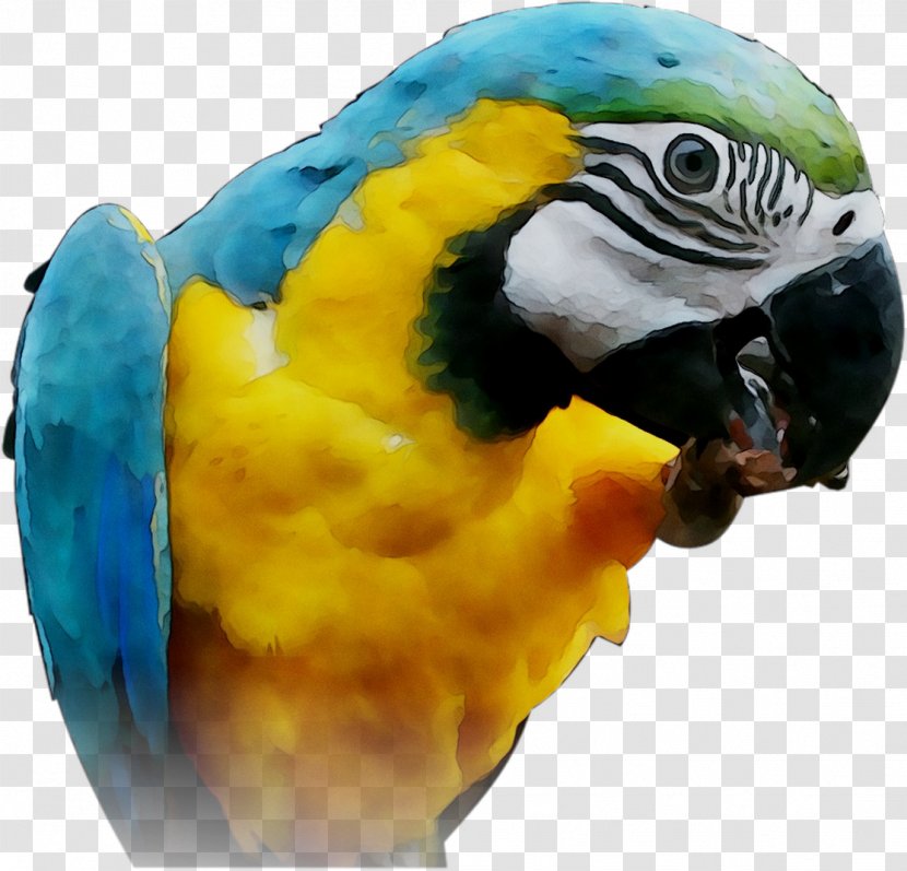 Macaw Parakeet Feather Pet Beak - Budgie - Perico Transparent PNG