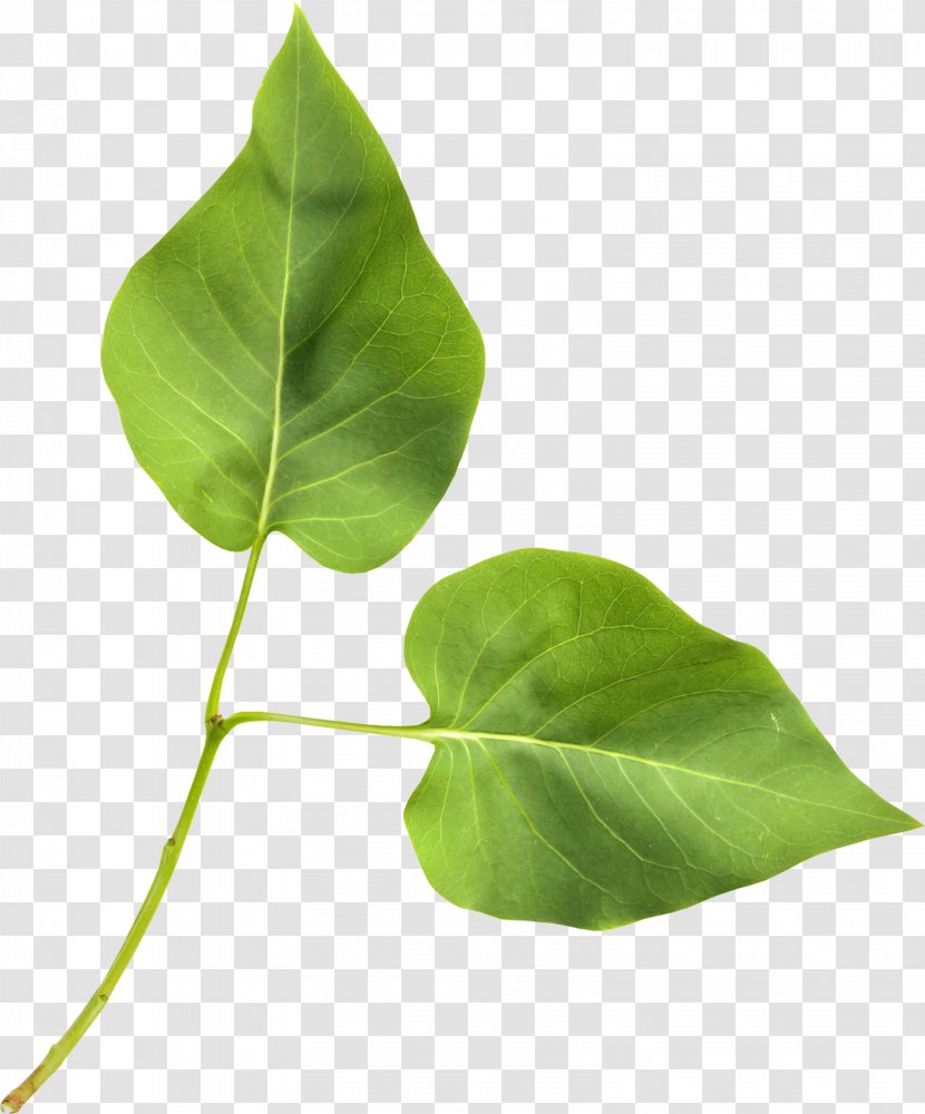 Leaf Plant Stem Blog Clip Art - Logo - Green Transparent PNG