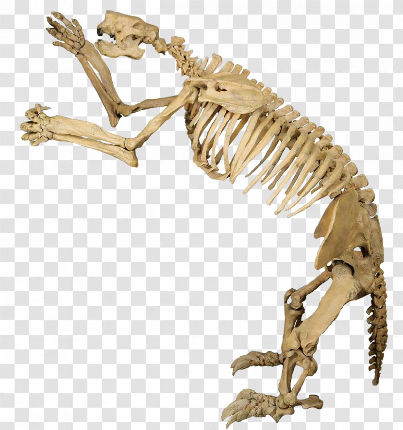 Megalonyx Giant Ground Sloth Triebold Paleontology Incorporated - Jaw - Ice Age Transparent PNG