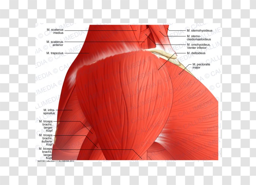 Deltoid Muscle Shoulder Vein Supraclavicular Nerves - Watercolor - Arm Transparent PNG