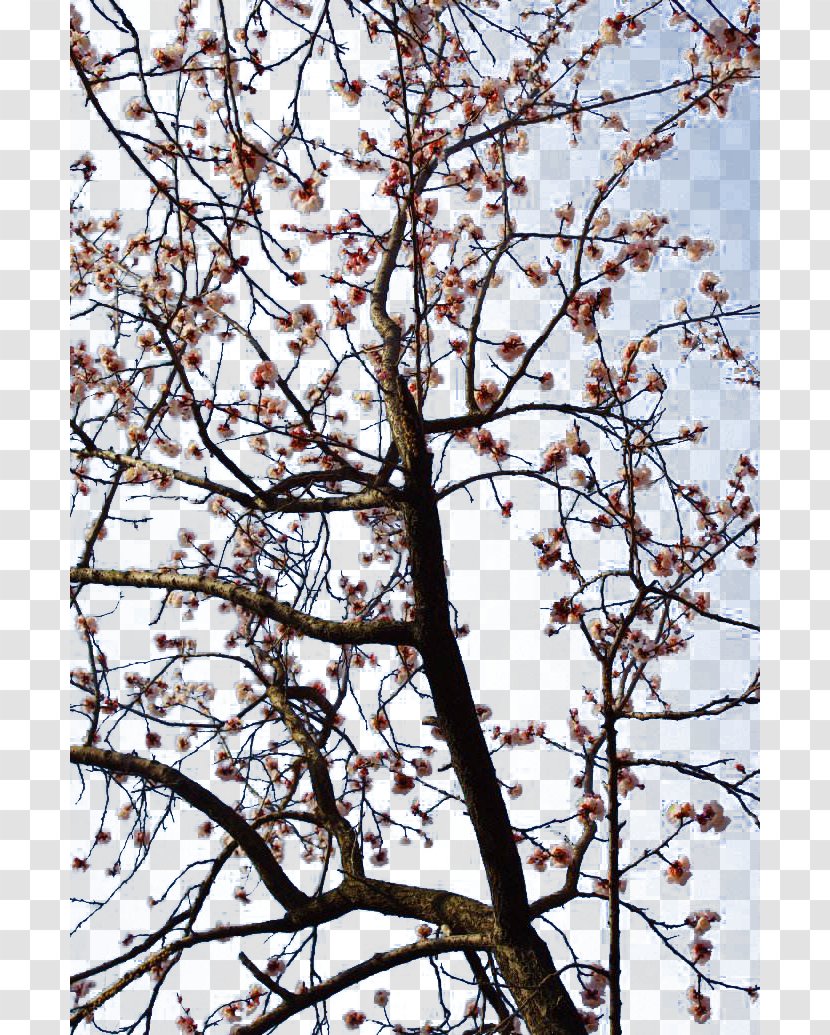 Flower Plum Apricot Blossom - Cherry - Branches Transparent PNG
