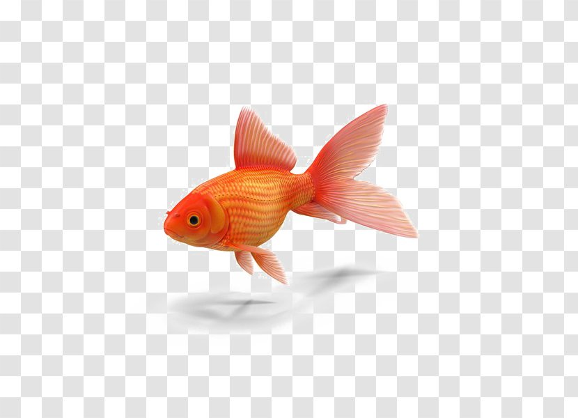 Common Goldfish Colors In German Brian Wildsmith's Animals To Count Book Am I Small? - Aquarium Vector Transparent PNG