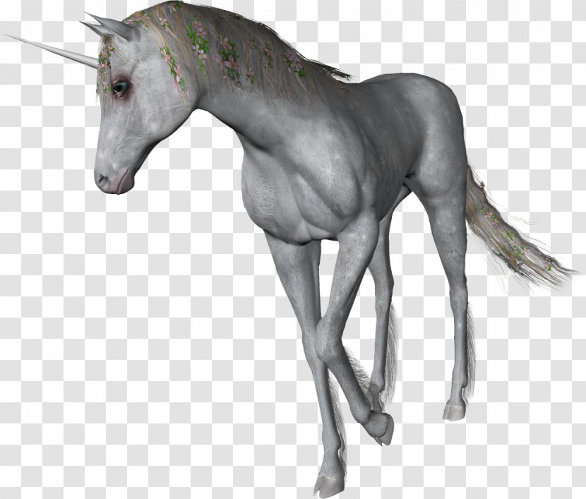 Mustang Foal Stallion Colt Mane - Unicorn Transparent PNG