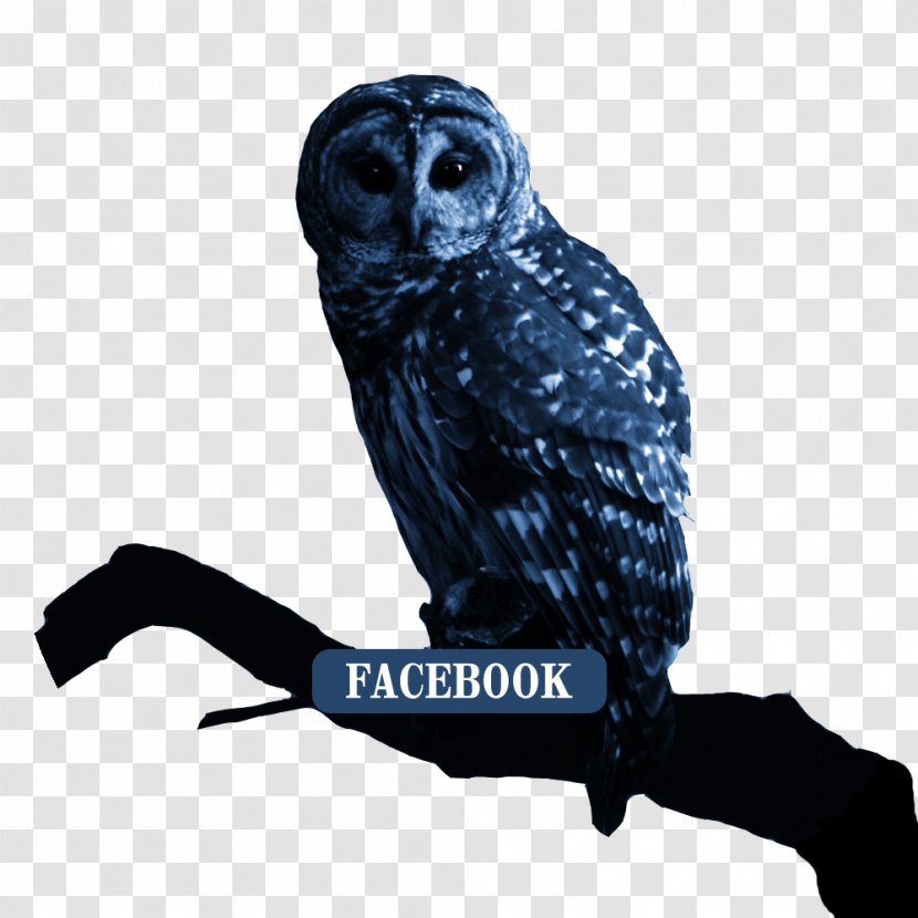 Snowy Owl Bird Desktop Wallpaper Apple IPhone 7 Plus - Iphone - Night Transparent PNG