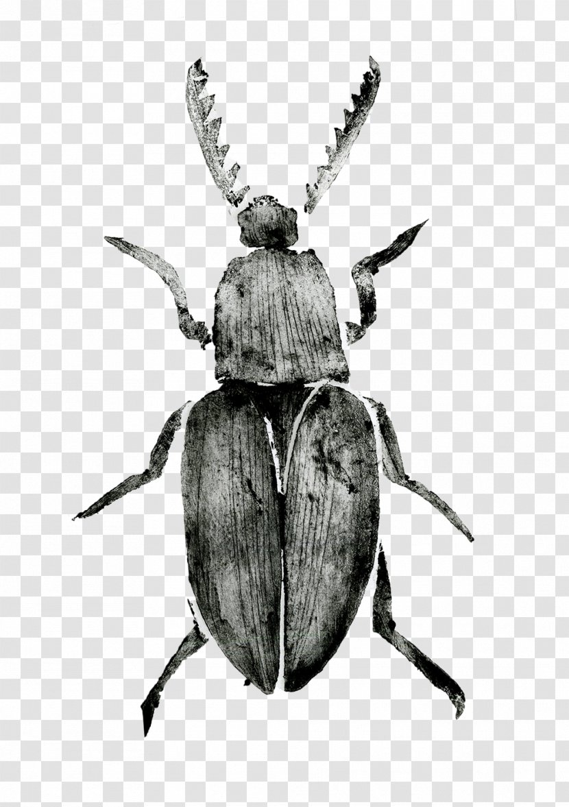 Japanese Rhinoceros Beetle Dung Weevil Dynastinae - Monochrome Transparent PNG