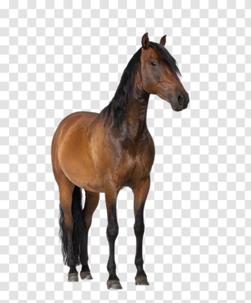 Mustang Cardboard Poster Standee Easel - Allposterscom - Brown Horse Transparent PNG