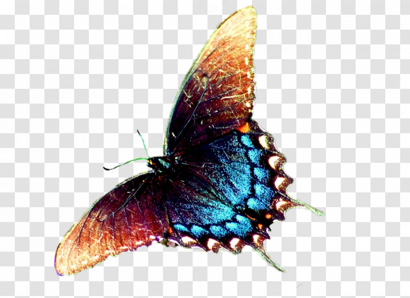 Butterfly Nymphalidae Animation - Invertebrate - Colorful Transparent PNG